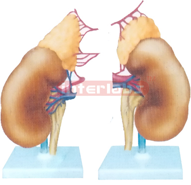 HUMAN KIDNEY MODEL